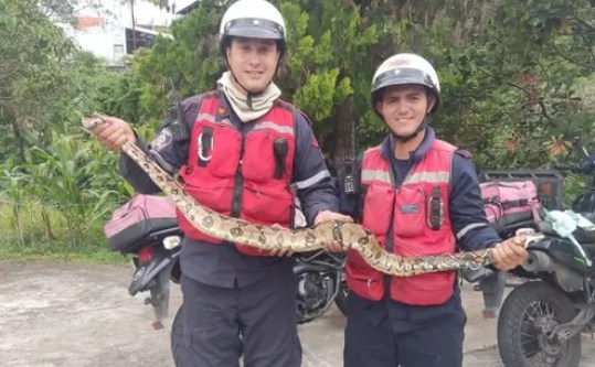 Encuentran una enorme serpiente en vivienda de San Cristóbal