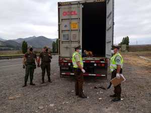 Niños, adultos y hasta un perro: traficante de migrantes llevaba a diez venezolanos en un contenedor en Chile