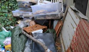 Descubren más de 100 gatos muertos en cajas de plástico en la casa de un hombre en Francia