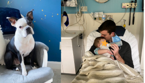 Padres de EEUU afirman que su perro salvó la vida a su bebé al advertirles que había dejado de respirar
