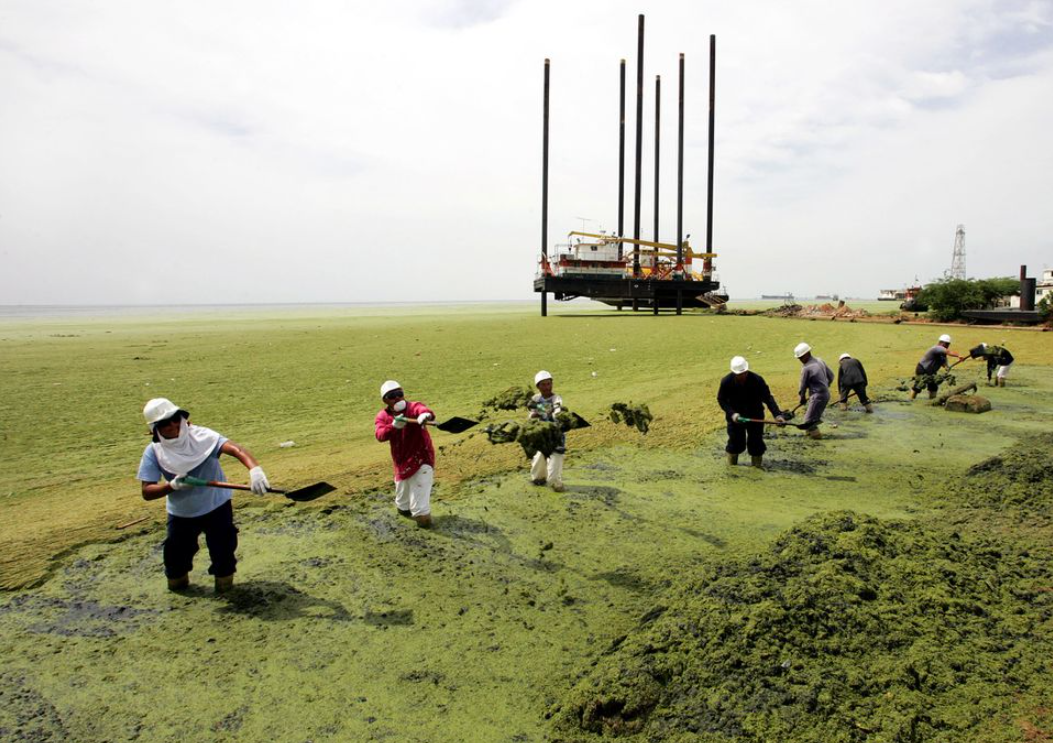 Algas alimentadas por heces cubren de verde el Lago de Maracaibo, una alcantarilla gigante