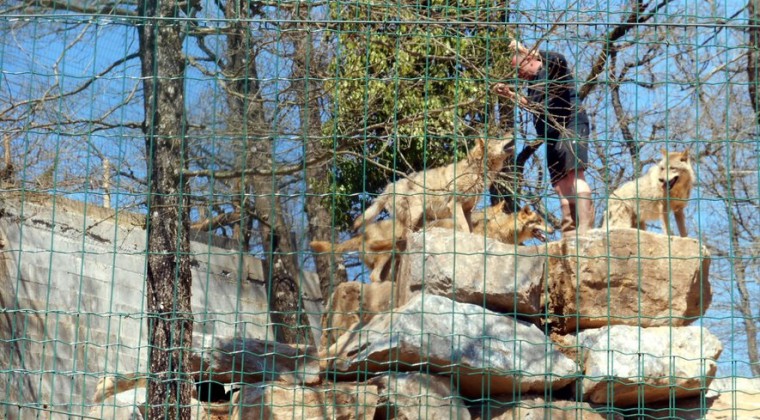 Una manada de lobos se escaparon de su jaula en zoológico de Francia