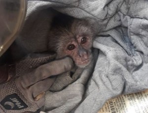¡Qué ternura! Rescatan a monita extraviada del zoológico El Pinar (FOTO)