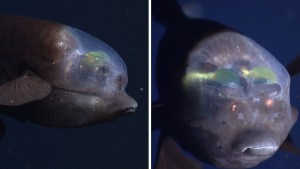 EN VIDEO: Científicos graban un extraño pez de cabeza transparente y ojos verdes tubulares