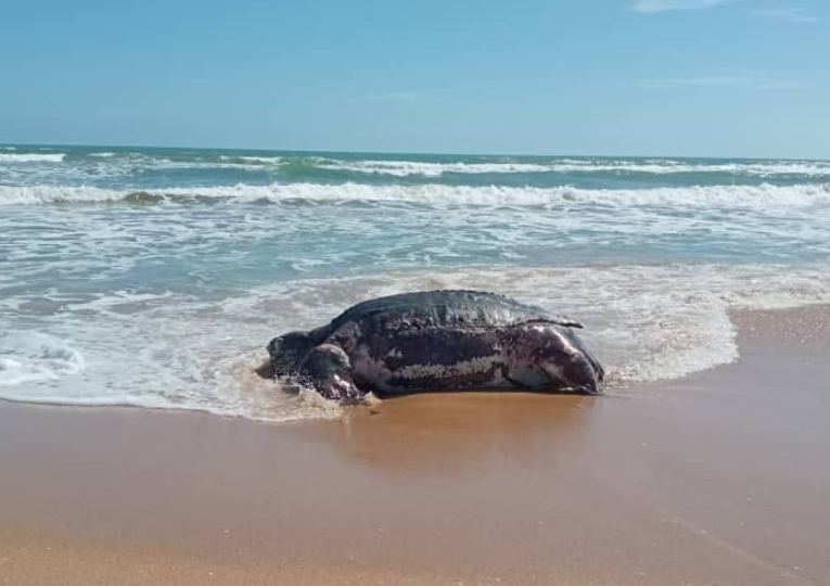 Encuentran a una tortuga gigante muerta en las costas de Falcón (FOTOS)