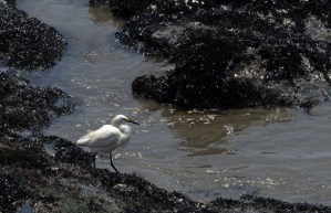 Aves muertas y pescadores sin trabajo: sombrío balance tras el derrame petrolero en Perú