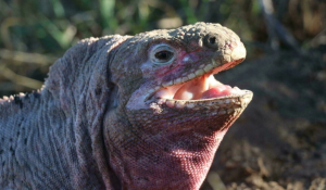 Iguanas rosadas, únicas en el mundo, están lejos de flujo de lava del volcán Wolf en Galápagos