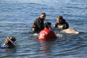 Hallan muerto a Sotiris, la ballena que quedó atrapada en una playa de Atenas