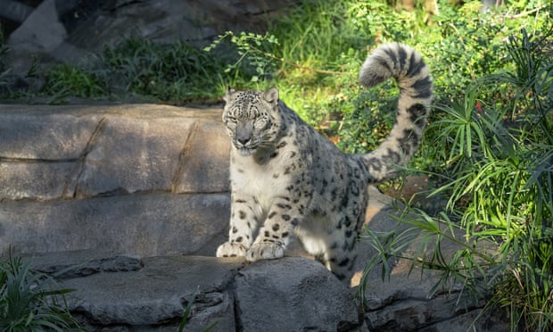 Murió leopardo de las nieves en un zoológico de Illinois tras contraer Covid-19