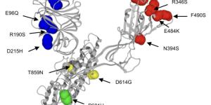 La ciencia estudia a IHU: nueva variante con más mutaciones que ómicron