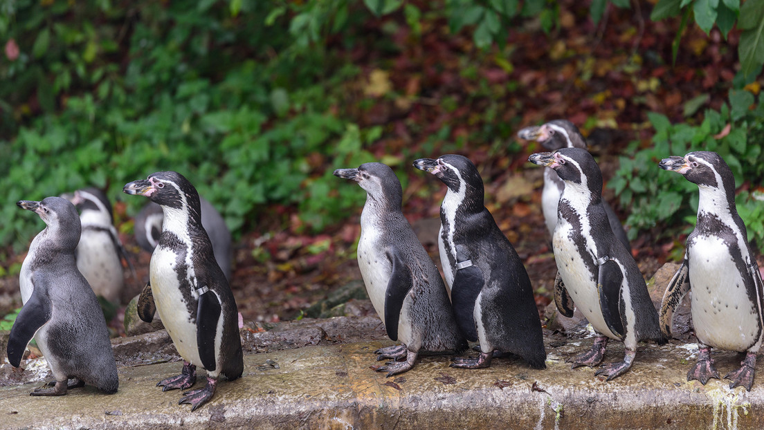 Al menos más de 60 de pingüinos mueren en un zoológico británico por un brote de malaria aviar