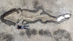 Hallan los restos del ‘dragón marino’ más grande jamás excavado en el Reino Unido (Fotos)