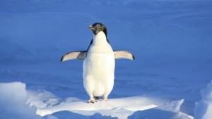 VIRAL: Pingüino que casi pierde a su familia por una grieta de hielo que los separó (VIDEO)