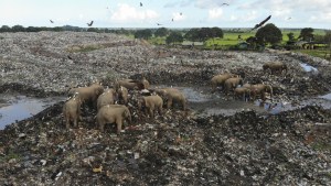 Alerta en Sri Lanka por la muerte de elefantes tras ingerir desechos plásticos en vertederos (FOTOS)
