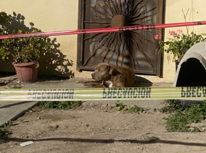 Amigos para siempre: perrito de la periodista asesinada en México la sigue esperando en la puerta de su casa (FOTO)