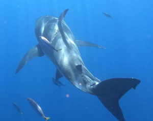 Impresionantes IMÁGENES: Captaron enorme tiburón blanco con grandes marcas de apareamiento