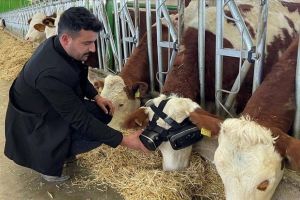 ¡Increíble! Ganadero turco le puso anteojos de realidad virtual a sus vacas para que produzcan más leche (Video)