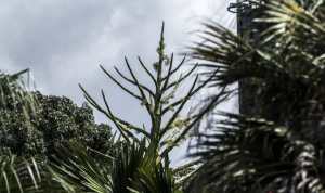 Palma de Ceilán florece “como un hermoso simbolismo de recuperación” del Jardín Botánico