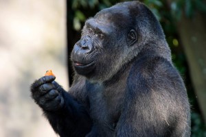 Sacrificaron a la famosa gorila Choomba de 59 años en el zoológico de Atlanta debido al deterioro de su salud