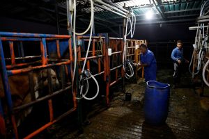 Leche a cambio de dólares ayuda a ganaderos de Venezuela a superar problemas económicos