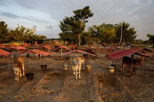 Apure: Alcalde de Pedro Camejo alerta sobre brote de tuberculosis en ganado de su municipio