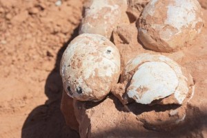 Descubren en Brasil cinco huevos fosilizados de una especie “desconocida” de dinosaurio carnívoro
