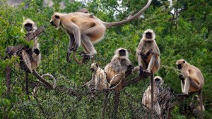 Primates sin control: Monos roban un bebé de dos meses y lo ahogan en un tanque de agua