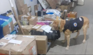 Perros antidrogas ponen nerviosos a traficantes en San Cristóbal
