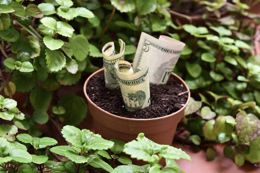 Planta del dólar: Cómo traer la suerte financiera y dónde debes ponerla en tu casa