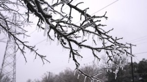 “Suenan como disparos”: Estallan árboles en Texas en medio de una tormenta invernal