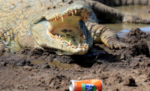La FOTO viral que reavivó la aterradora historia del cocodrilo en cautiverio más grande del mundo