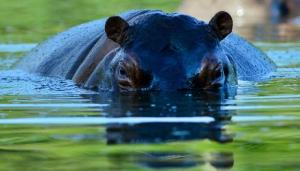 Cazar a los hipopótamos de Pablo Escobar, una “opción necesaria” para controlar su invasión en Colombia
