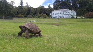 La tortuga Jonathan: cuántos años tiene y dónde vive el animal terrestre más viejo del mundo