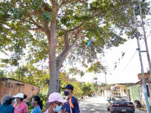 Árbol amenaza con tumbar tendido eléctrico de la comunidad Simón Bolívar en Naguanagua (FOTO)