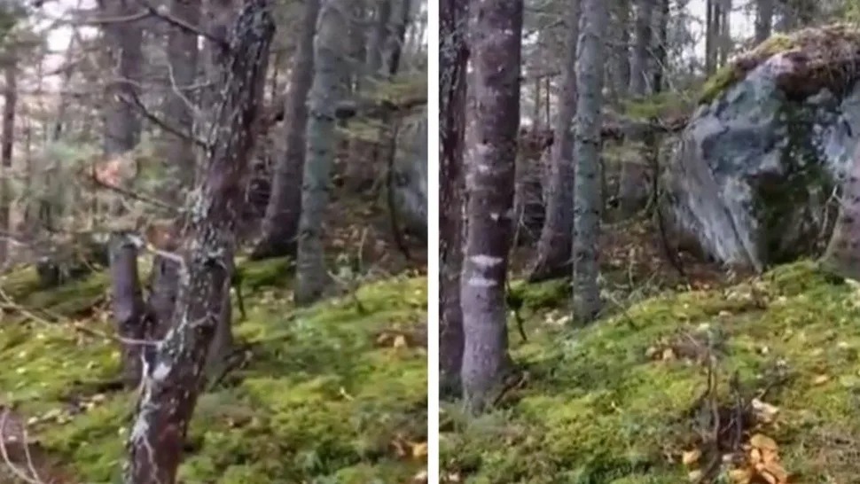 Parece una criatura oculta: El extraño caso del bosque que “respira” (VIDEO)