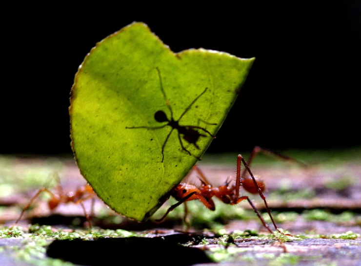 Pequeñas y diminutas: ¿a qué huelen las hormigas?