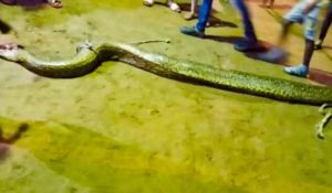 Cazaron y exhibieron a una anaconda GIGANTE en Ciudad Bolívar (Fotos)