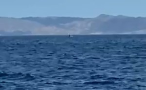 EN VIDEO: Captan a una enorme ballena en el Golfo de Cariaco