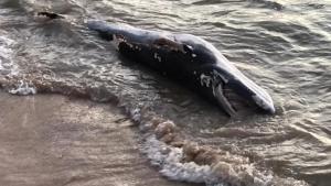 Un “rescate” fatal: intentaron salvar a una ballena en Chile y provocaron su muerte (FOTO)