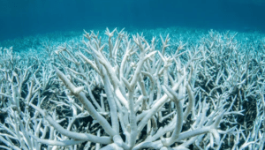 “Los corales están casi condenados a desaparecer”, alertó estudio