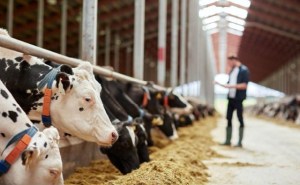 Francia prohibió importar carne de animales tratados con antibióticos de crecimiento