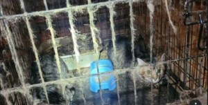 Detuvieron a una mujer de EEUU que mantuvo a 52 gatos hacinados en su casa