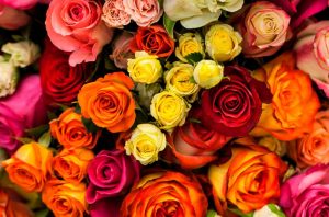 Ecuador batió récord de exportación de flores en temporada de San Valentín