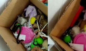 La segunda serpiente más venenosa del mundo se metió en la caja de juguetes de sus hijos (VIDEO)