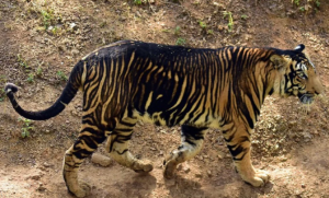 Fotógrafo retrató a dos extraños “tigres negros” en la India