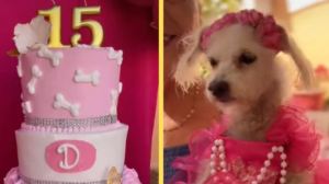 Con vestido y todo: Celebraron fiesta de quince años a su perrita y se hace viral (Video)