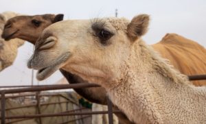 Un camello suelto mata a dos personas y ataca a los alguaciles en Tennessee