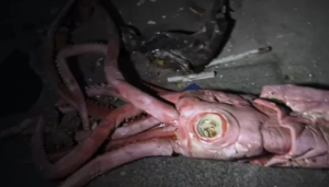 Espeluznante VIDEO: Encontraron un museo del terror dentro de un acuario abandonado