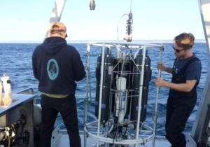 Descubren un depredador microscópico marino que captura carbono de manera natural