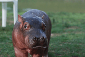Familia adoptó un hipopótamo como mascota y tiene alertados a los vecinos en Colombia